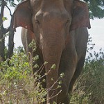 Elephant by Rainbirder